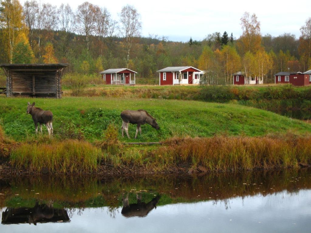 Klaraelvens Camping Stöllet Esterno foto